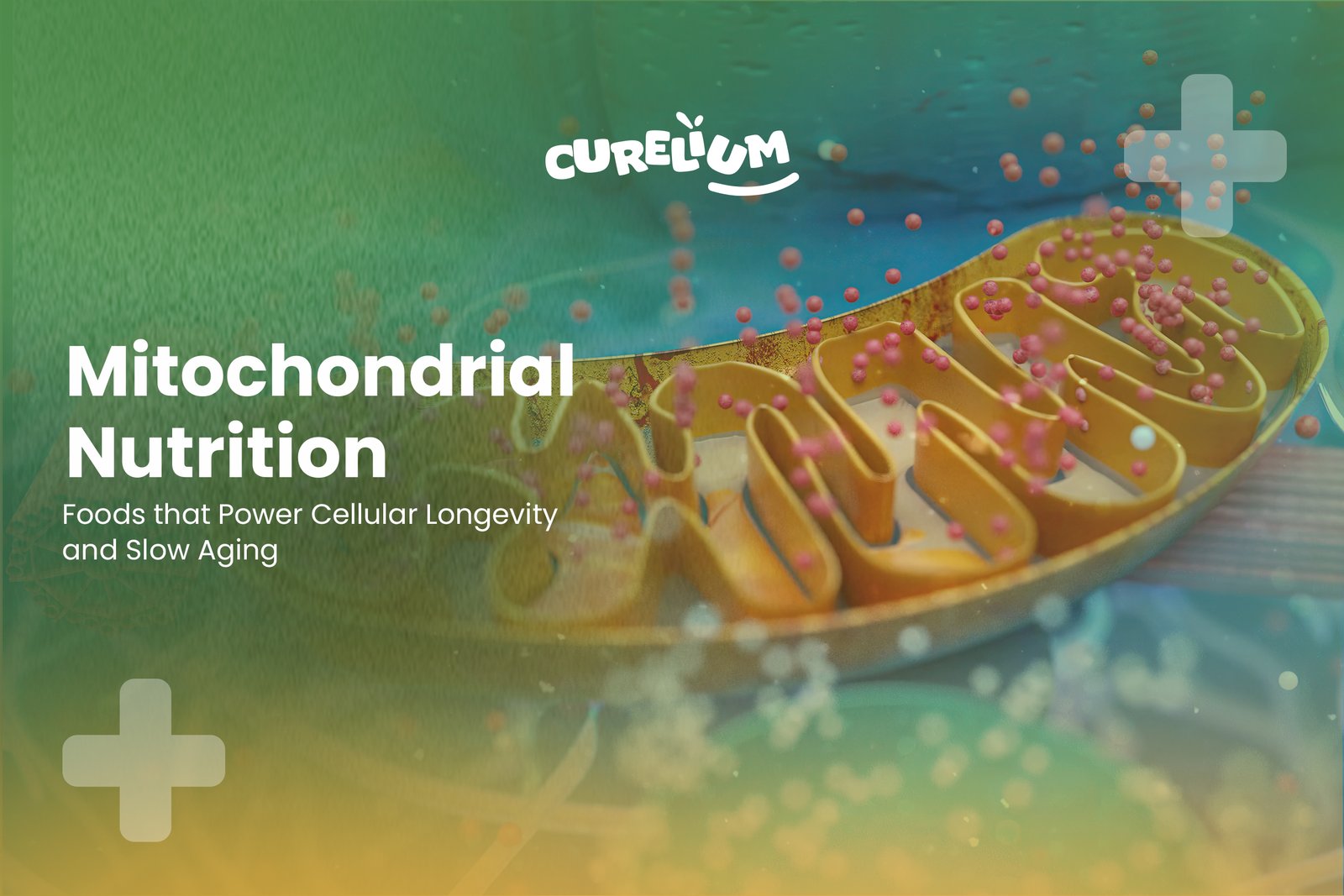 Mitochondrial Nutrition: Foods That Power Cellular Longevity and Slow Aging